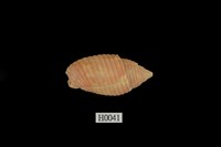 藏品(砲彈筆螺)的圖片